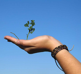 Hand Holding a Plant